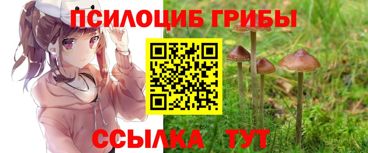 Галлюциногенные грибы Cubensis Елец